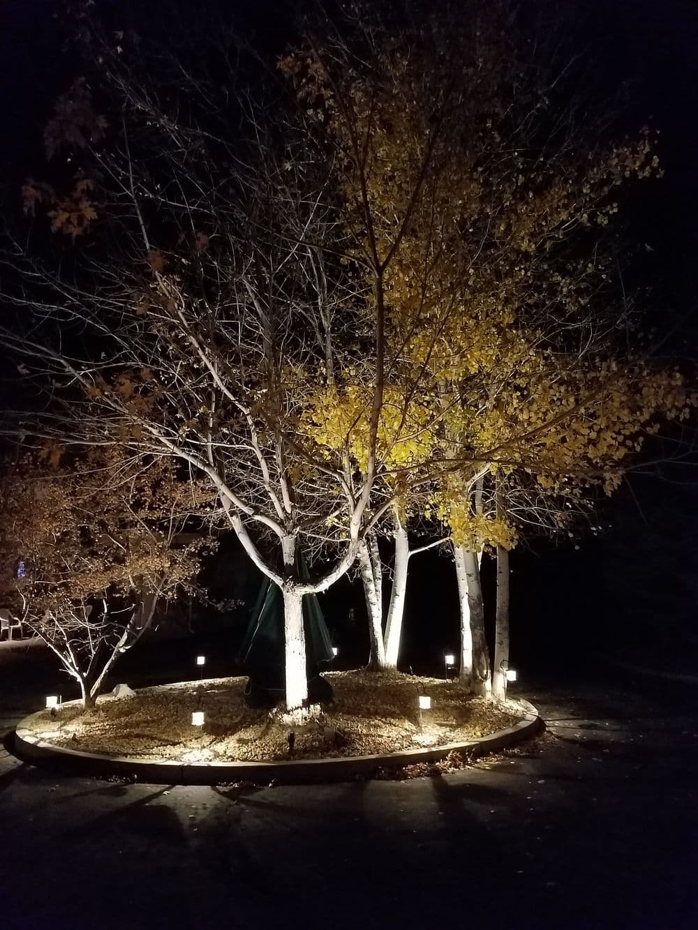 Illuminated trees with autumn leaves in a dark landscape, surrounded by soft glowing lights.