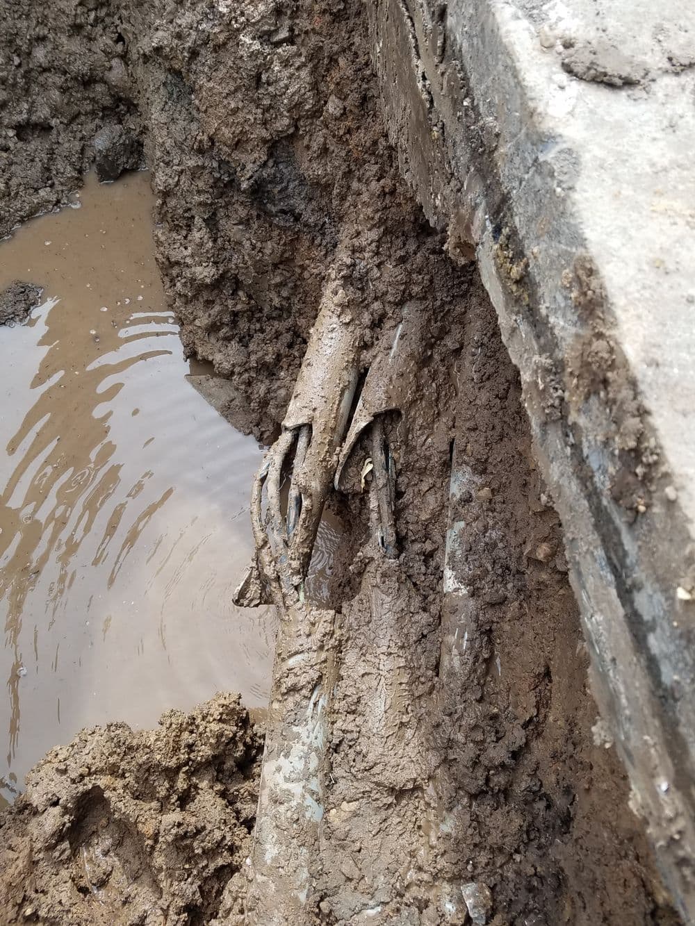 Exposed old utility lines in a muddy trench with water pooling nearby.